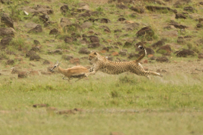 cheetah